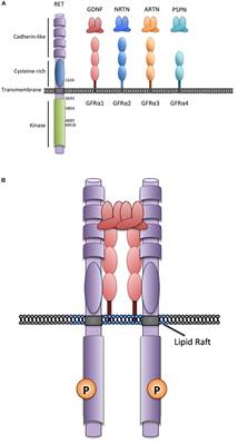 GDNF and the RET Receptor in Cancer: New Insights and Therapeutic Potential